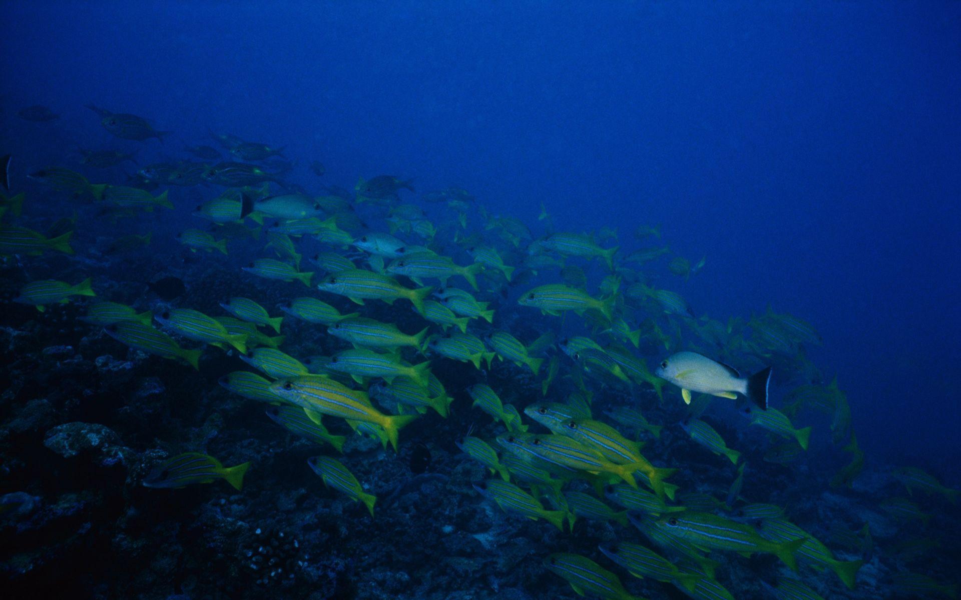 Deep Sea Wallpapers Wallpaper Cave