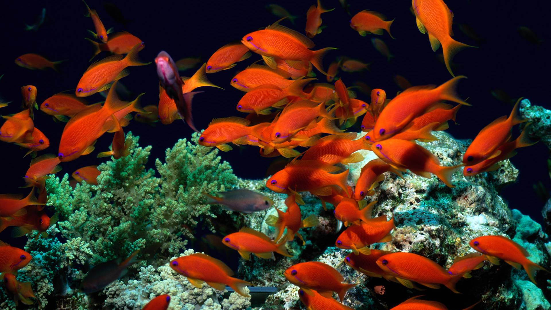 Tropical Fish Wallpapers Wallpaper Cave