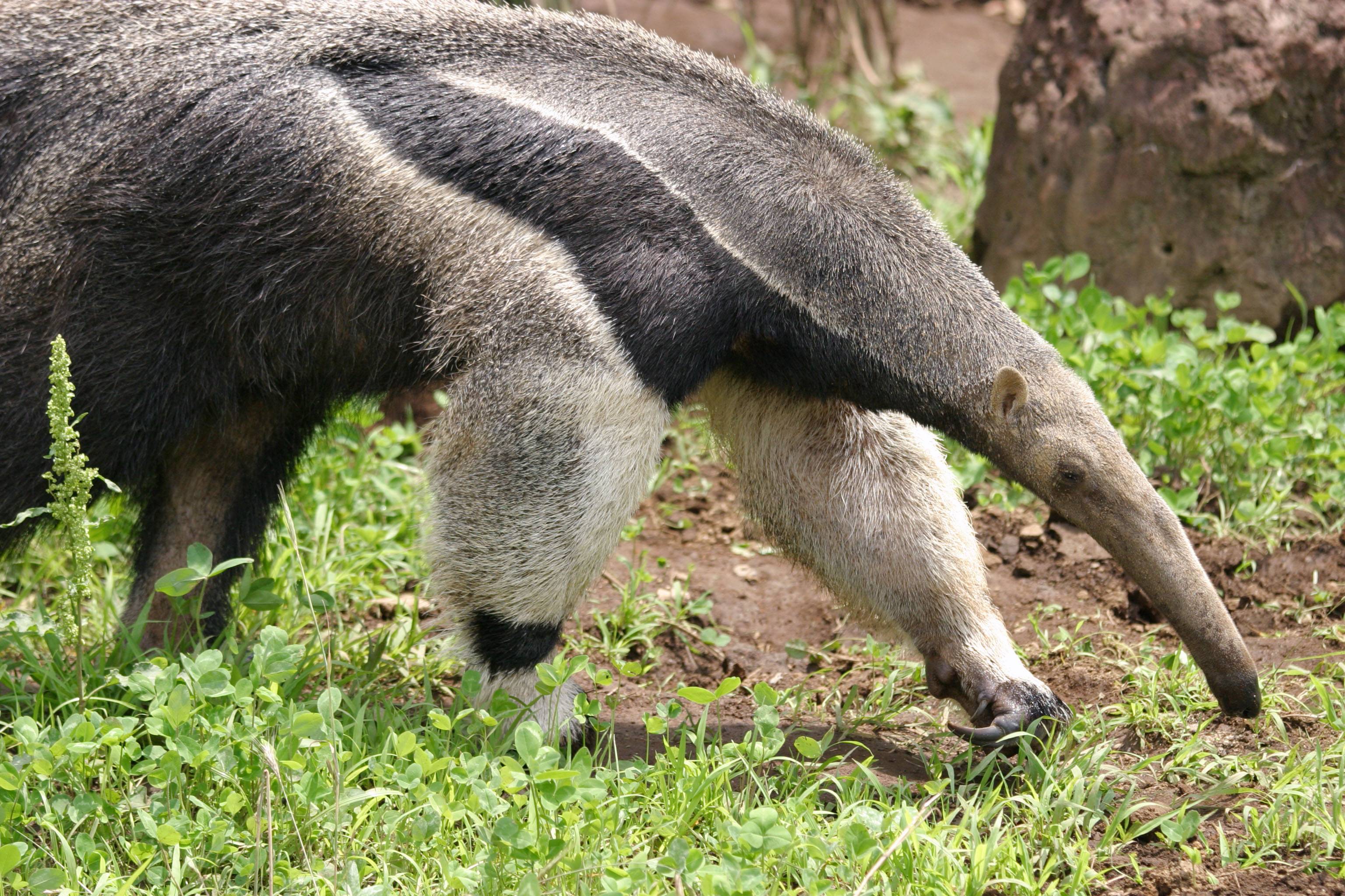 Anteater Wallpapers Wallpaper Cave