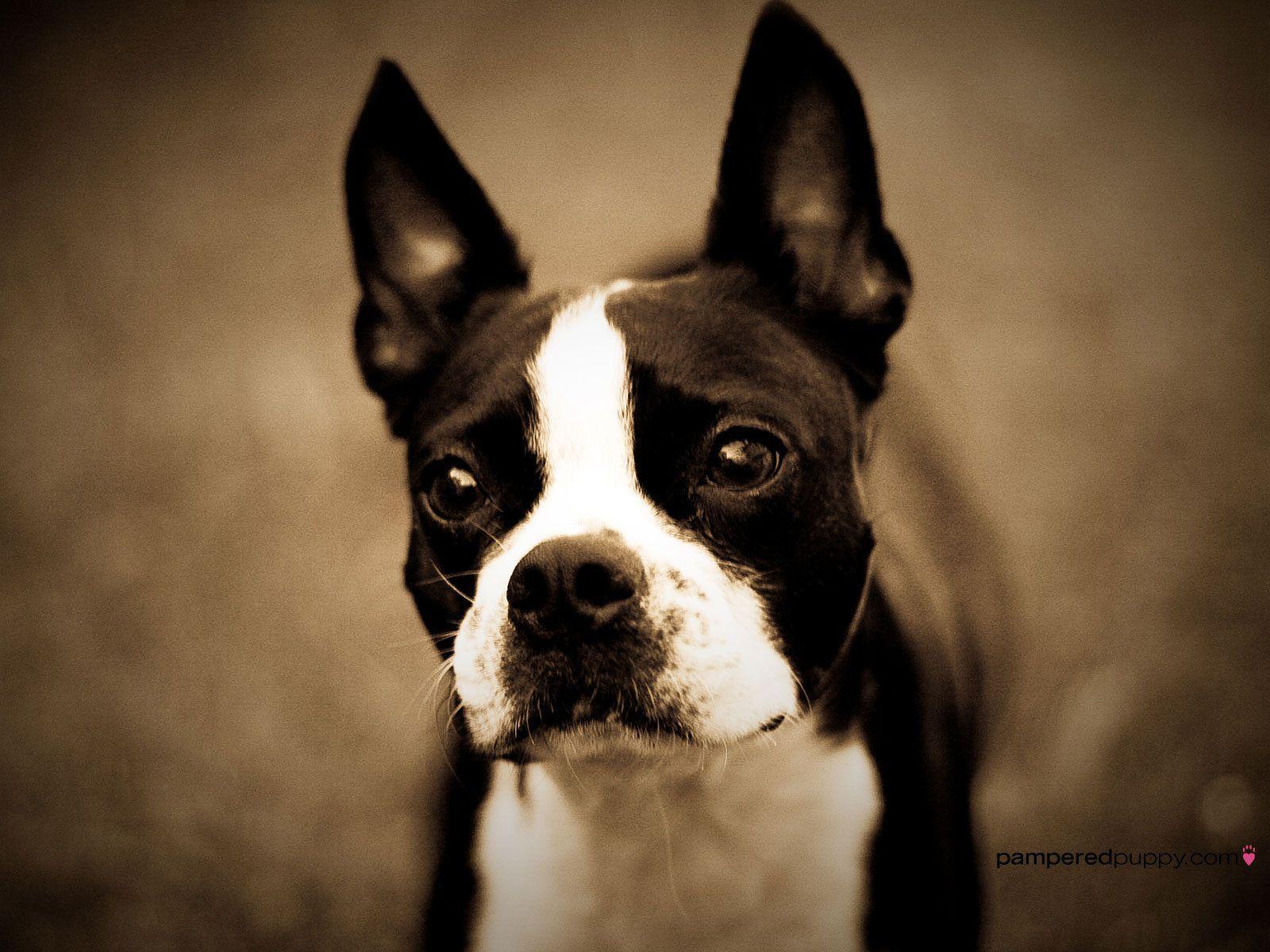Boston Terrier Wallpapers Wallpaper Cave