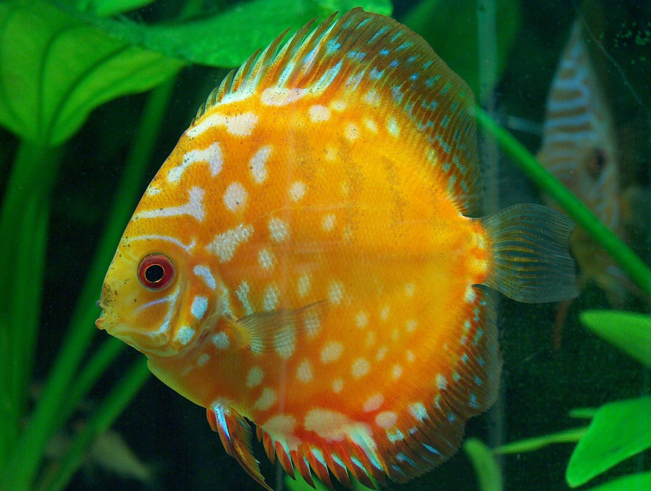 Discus Fish Wallpapers Wallpaper Cave