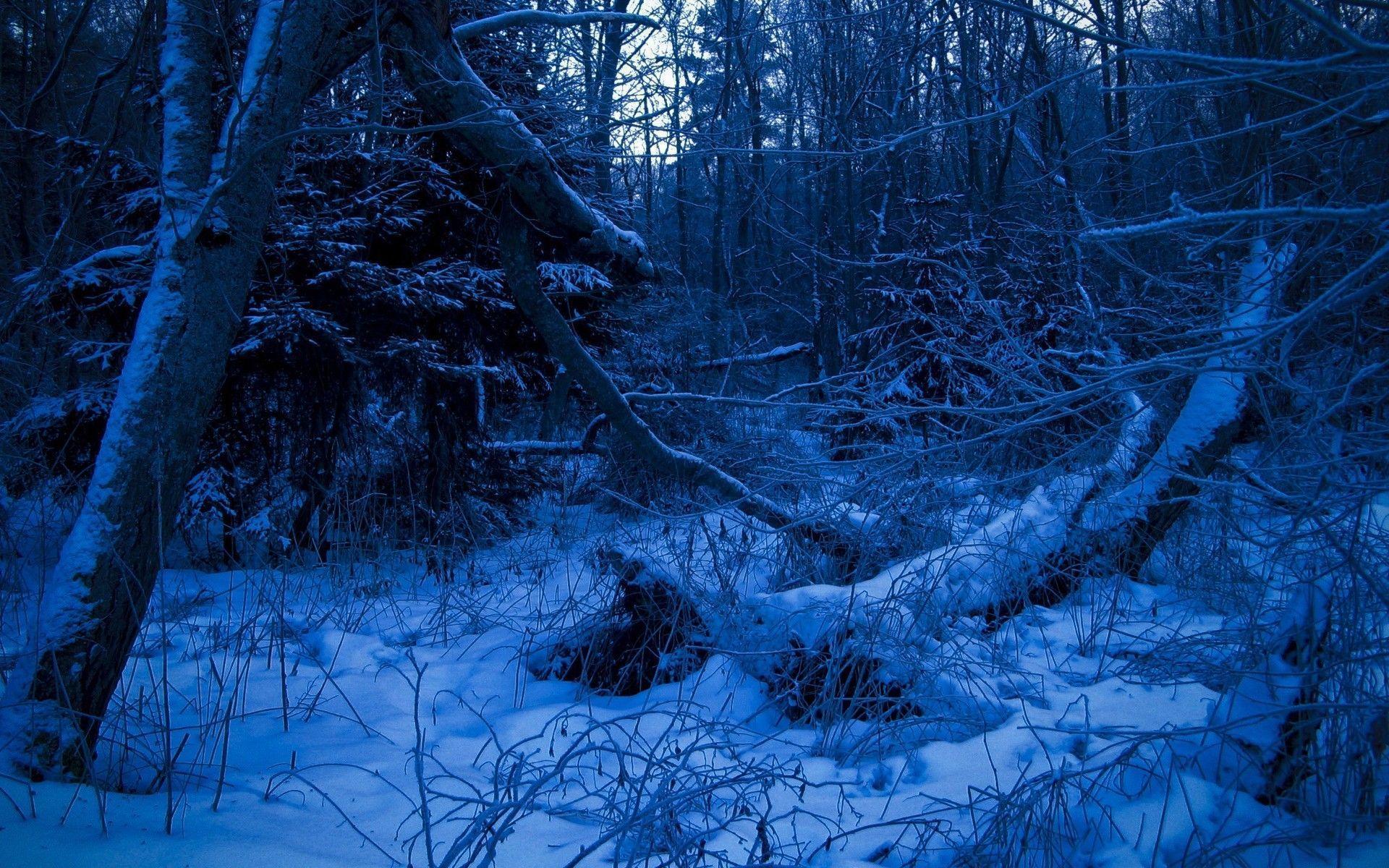 +12 Dark Snowy Forest Wallpaper References - zaria.hyperphp.com