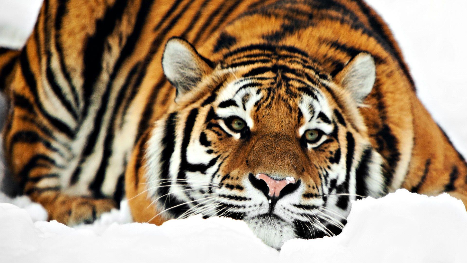 Siberian Tiger Wallpapers Wallpaper Cave