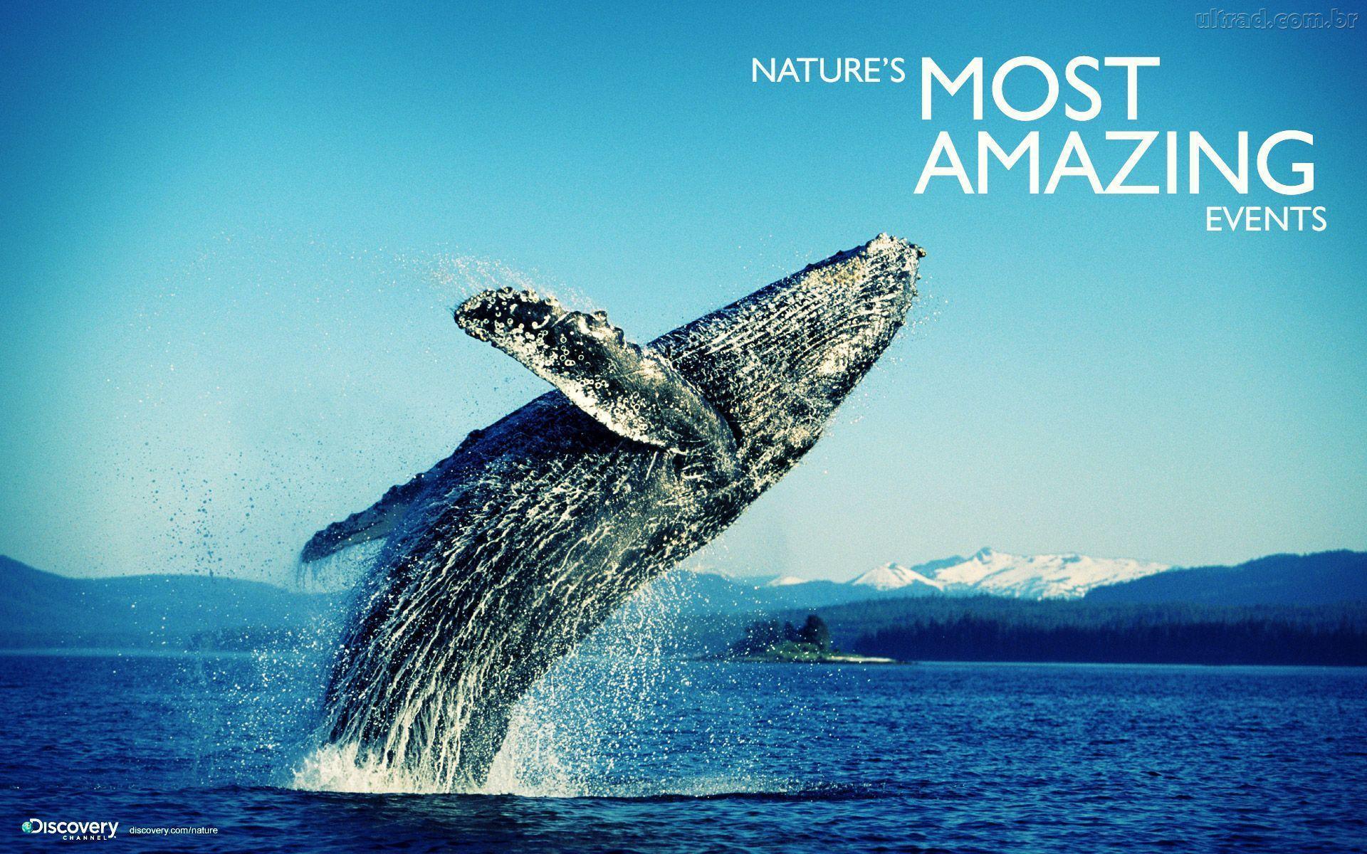 Discovery Channel Wallpapers Wallpaper Cave