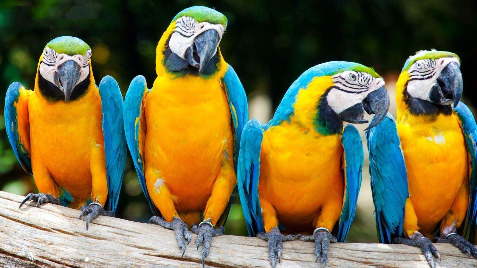 Macaw Parrot Wallpapers Wallpaper Cave