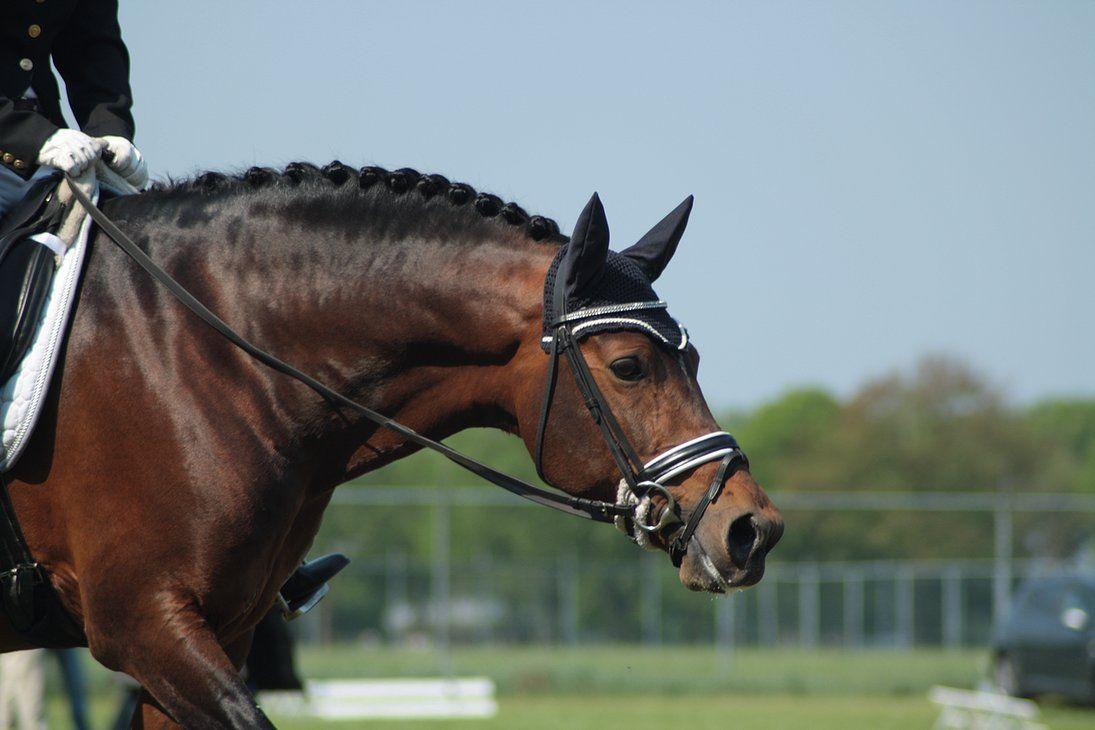 Dressage Wallpapers Wallpaper Cave