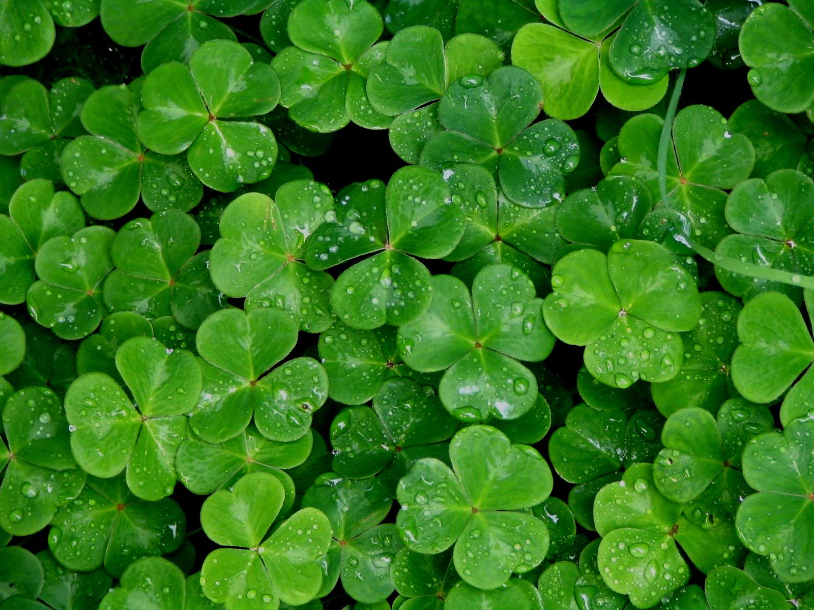 Shamrocks Wallpapers Wallpaper Cave