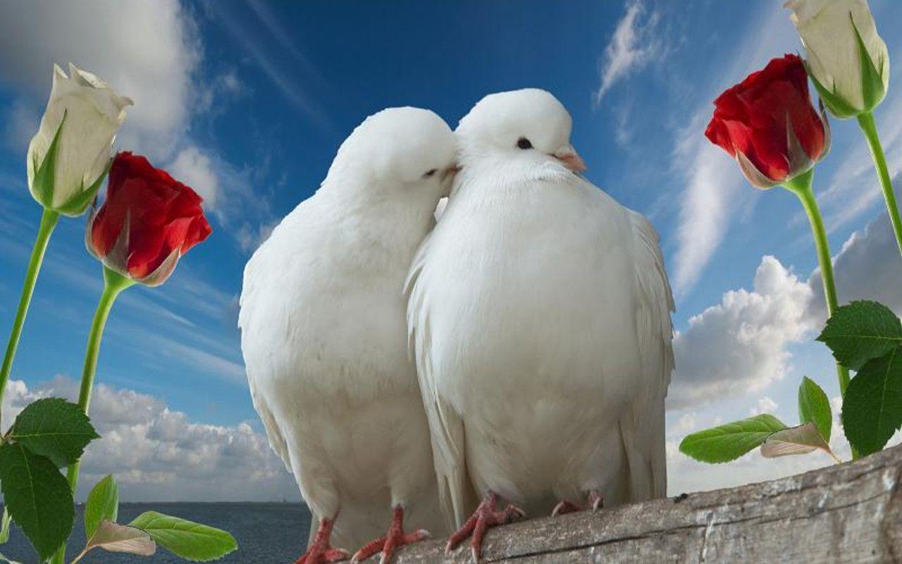 Wallpapers Love Birds Wallpaper Cave
