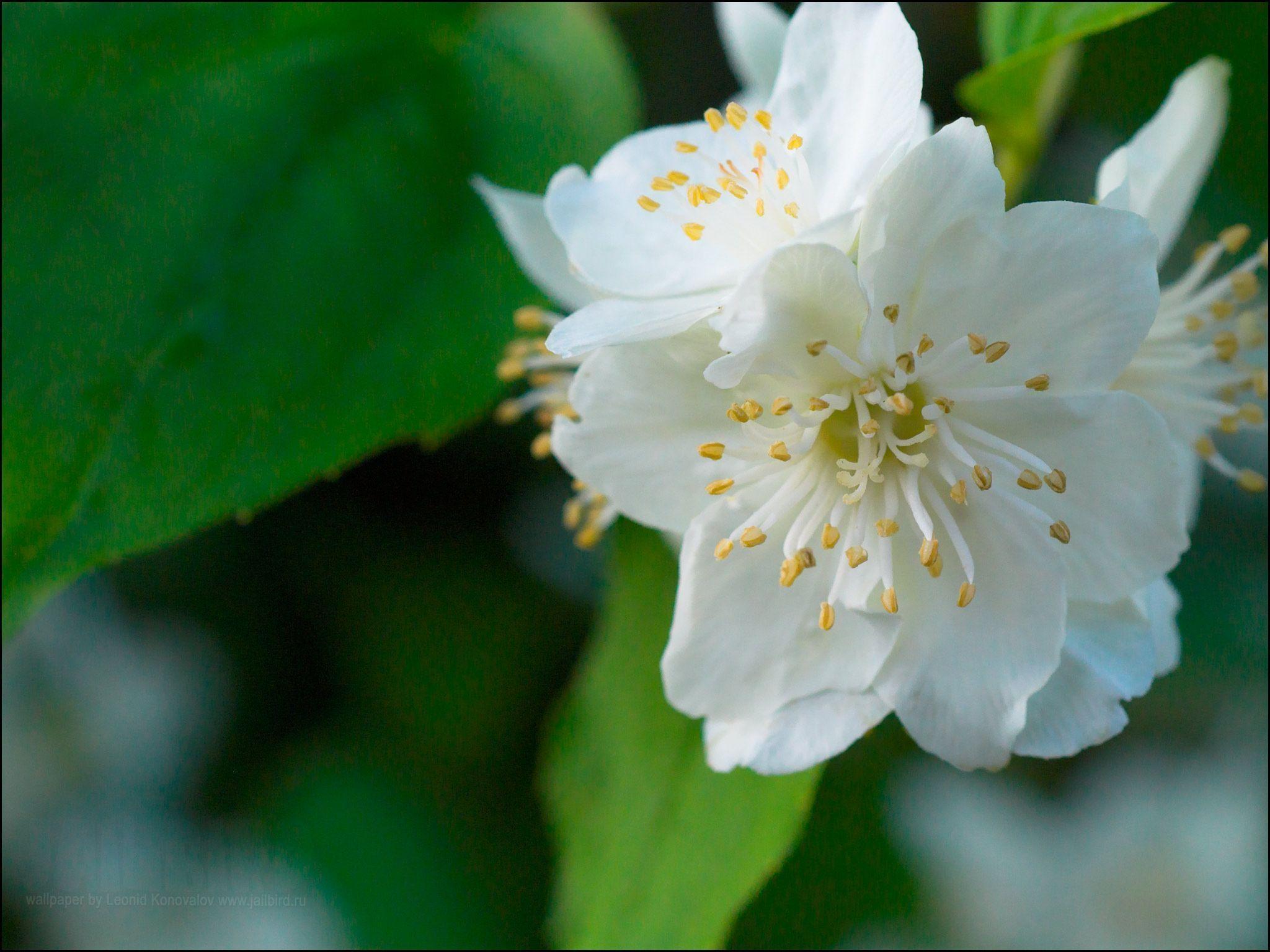 Jasmine Flower Wallpapers Wallpaper Cave