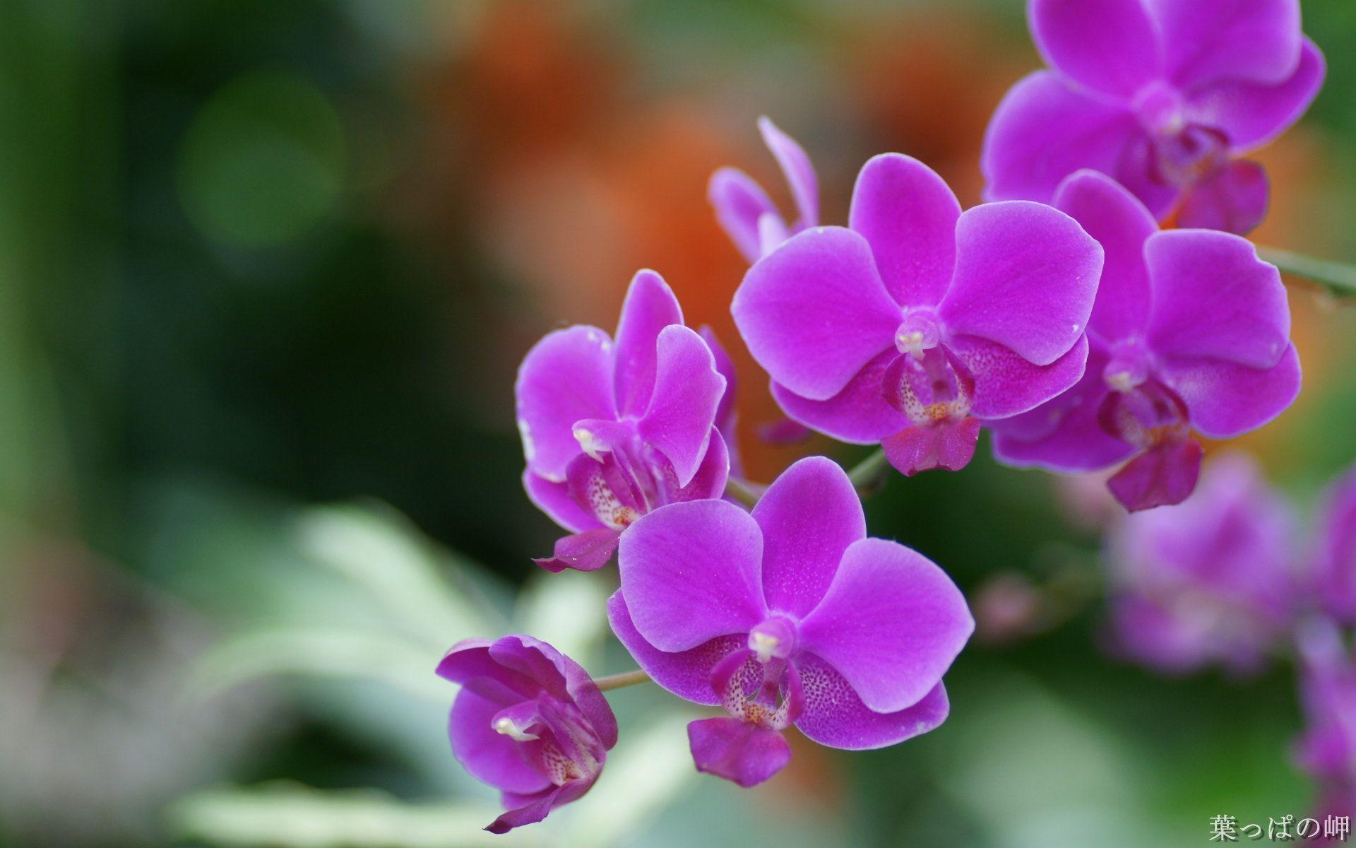 Full HD Flowers Wallpapers Wallpaper Cave