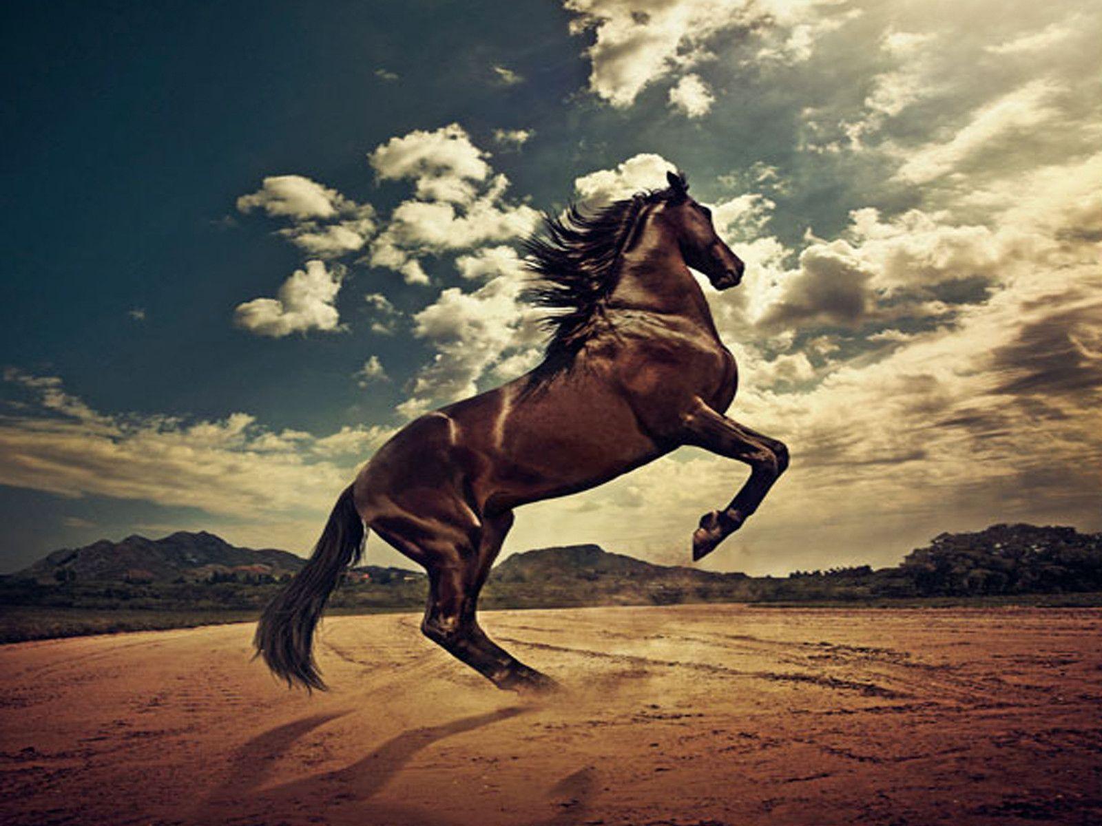 Horse Wallpapers Wallpaper Cave