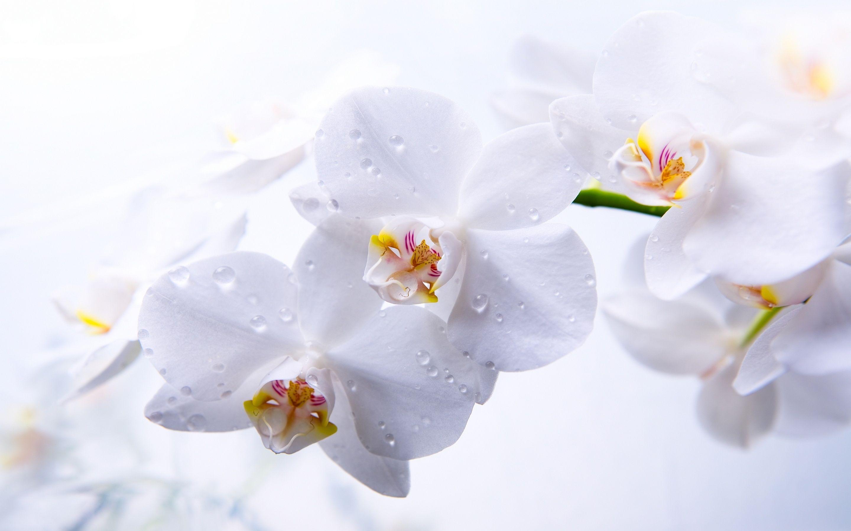 White Orchid Wallpapers Wallpaper Cave