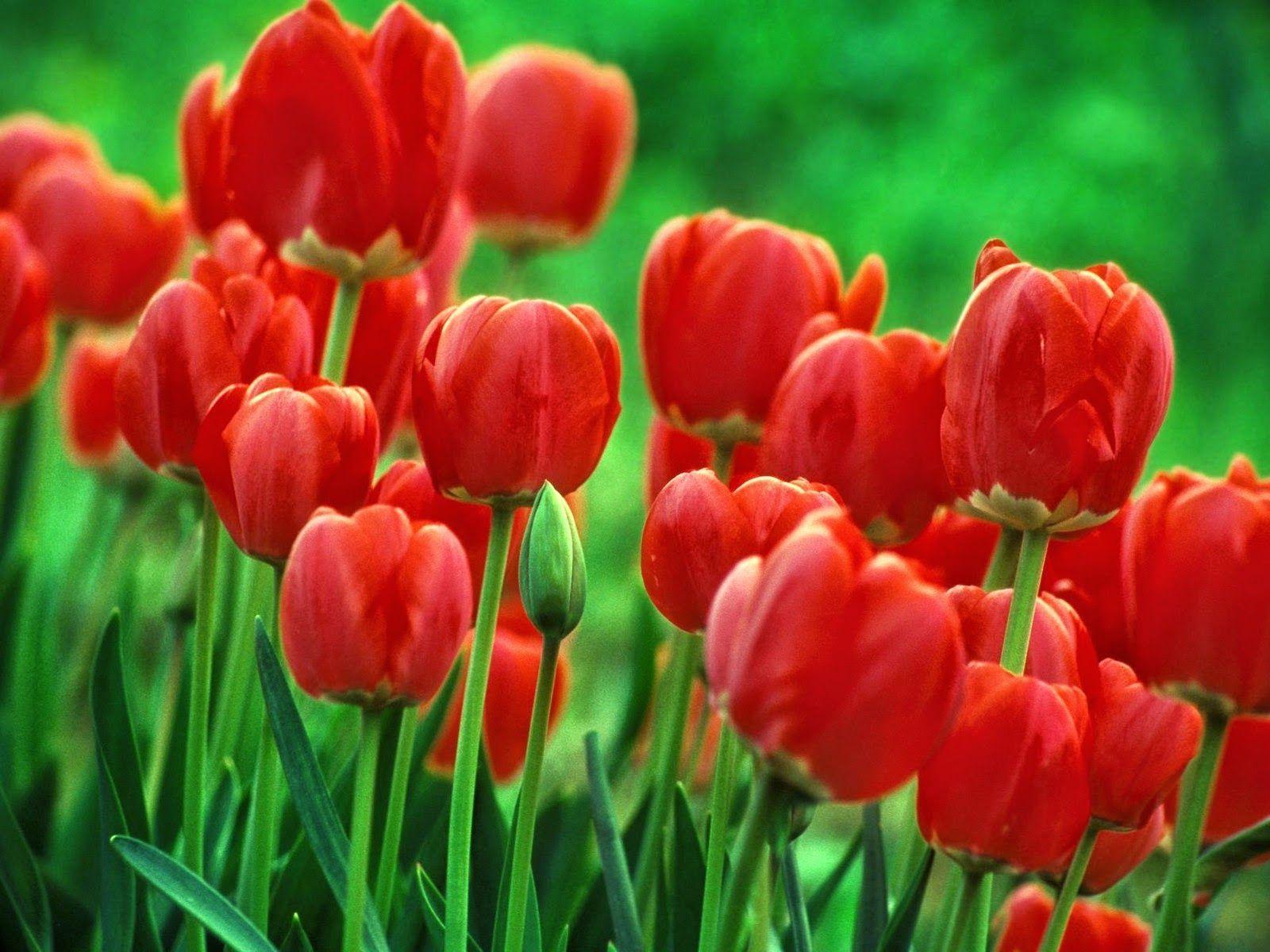 Flowers Wallpapers For Desktop Backgrounds Full Screen - Wallpaper Cave