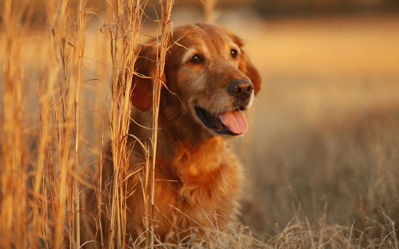 Golden Retriever Wallpapers Wallpaper Cave