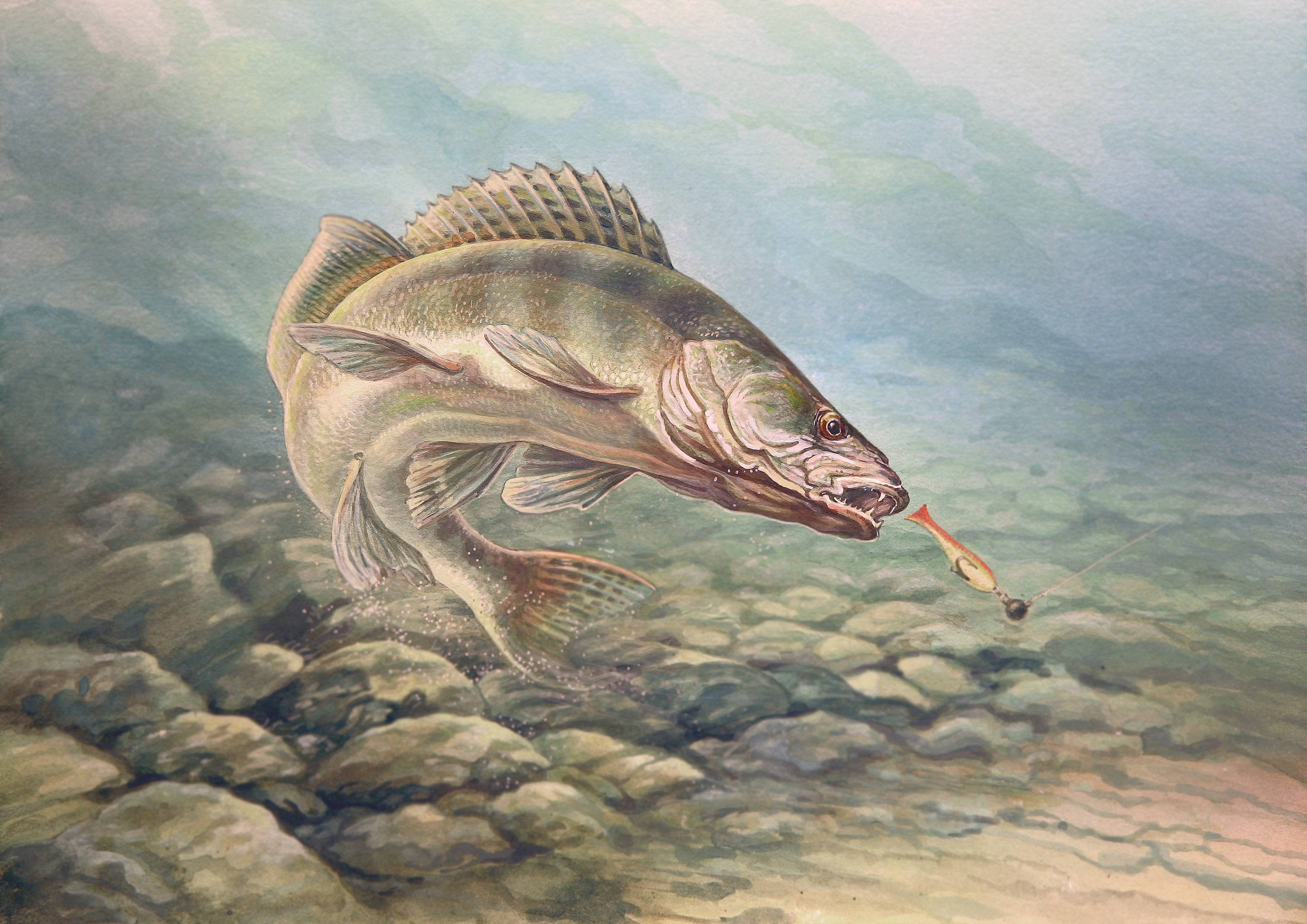 Walleye Wallpapers Wallpaper Cave