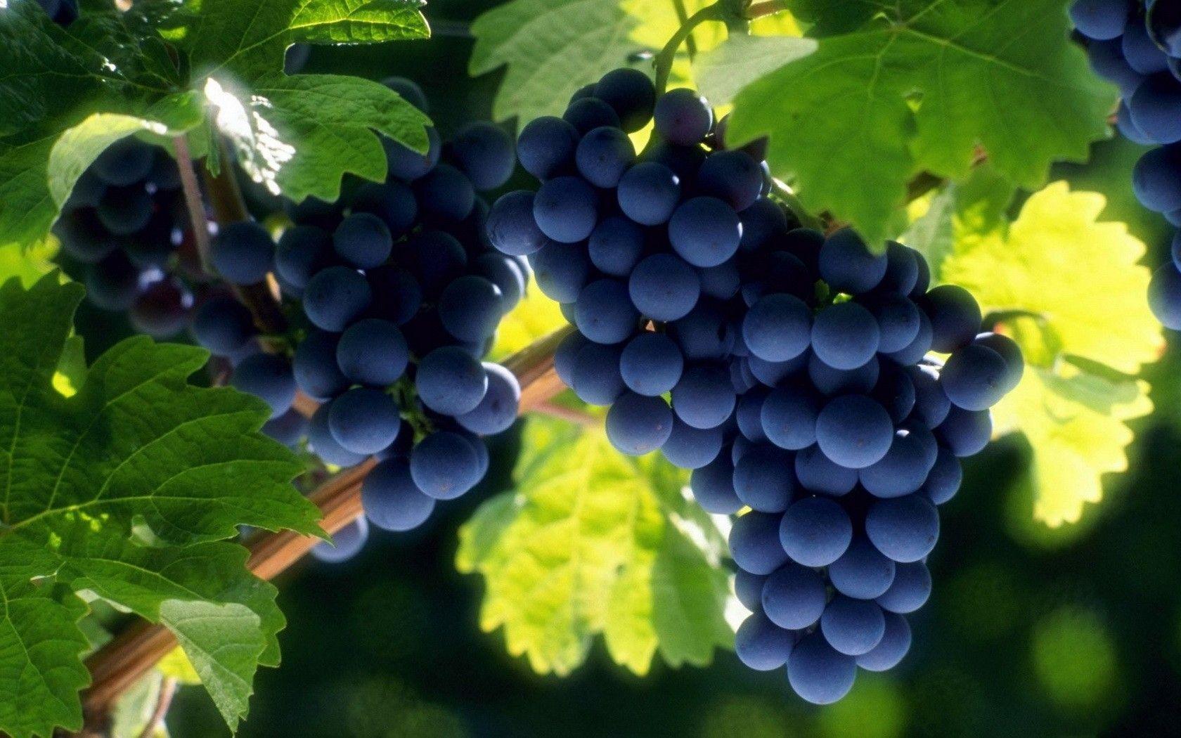Wallpapers Grapes Wallpaper Cave
