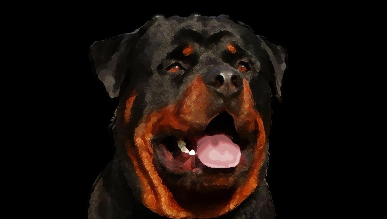Rottweiler Wallpapers Wallpaper Cave