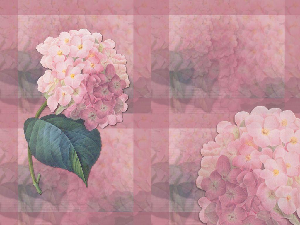 Hydrangea Wallpapers Wallpaper Cave