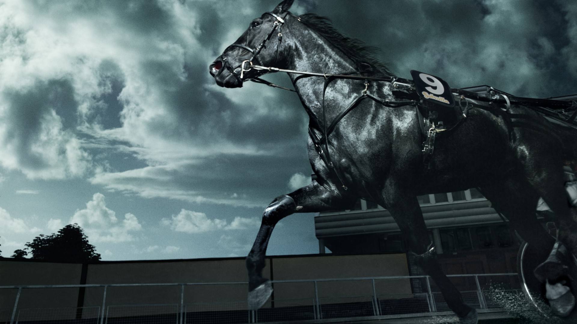 Equestrian Wallpapers Wallpaper Cave