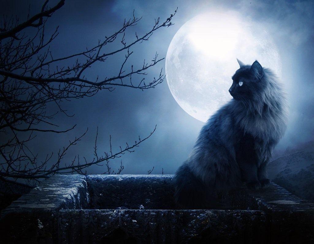 Warrior Cats Wallpapers Desktop Wallpaper Cave