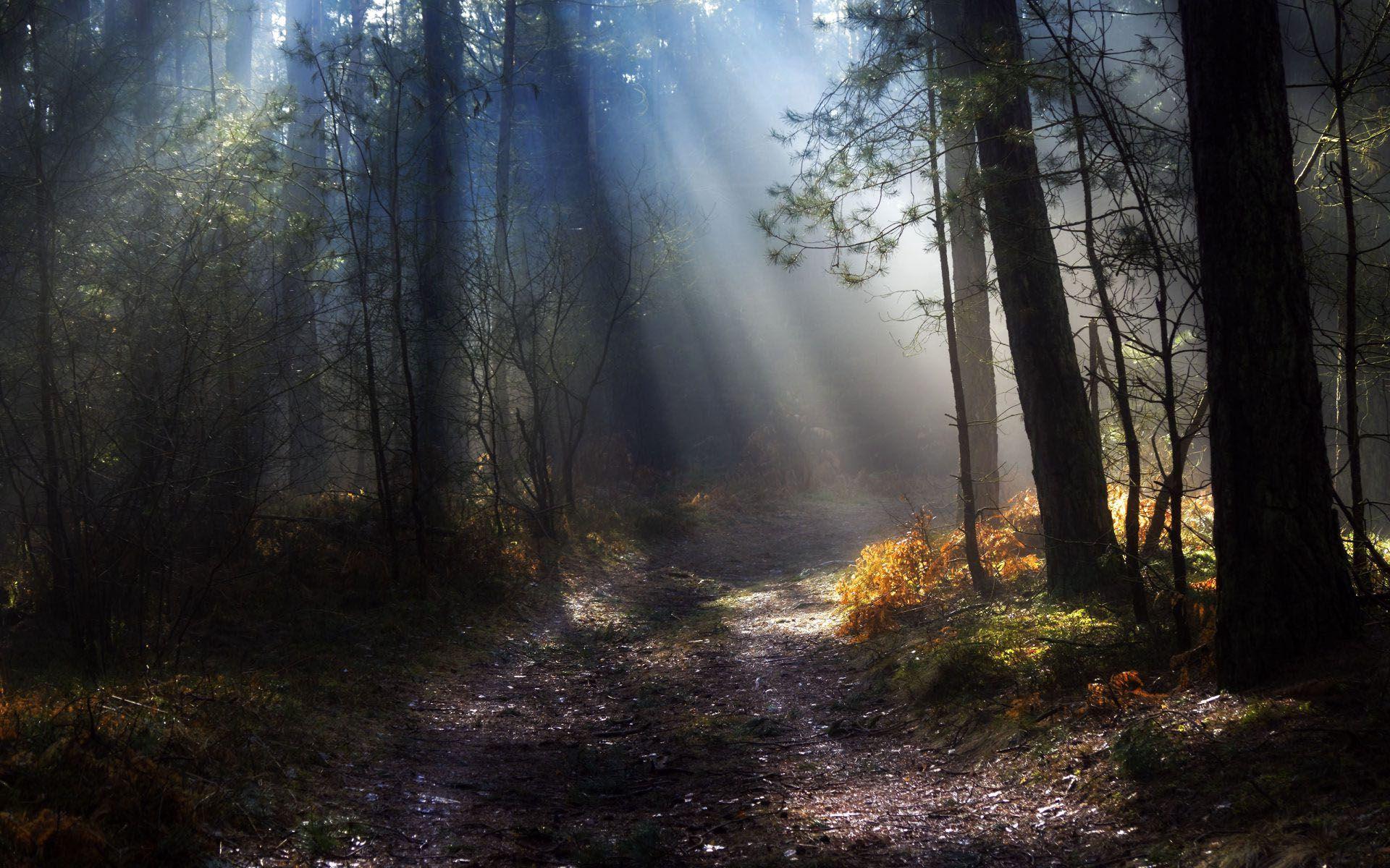 Forrest Wallpapers Wallpaper Cave