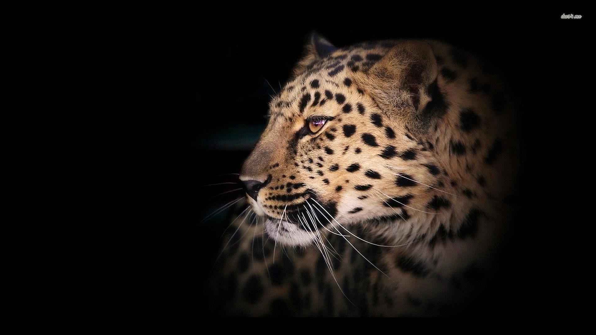 Leopard Wallpapers Wallpaper Cave