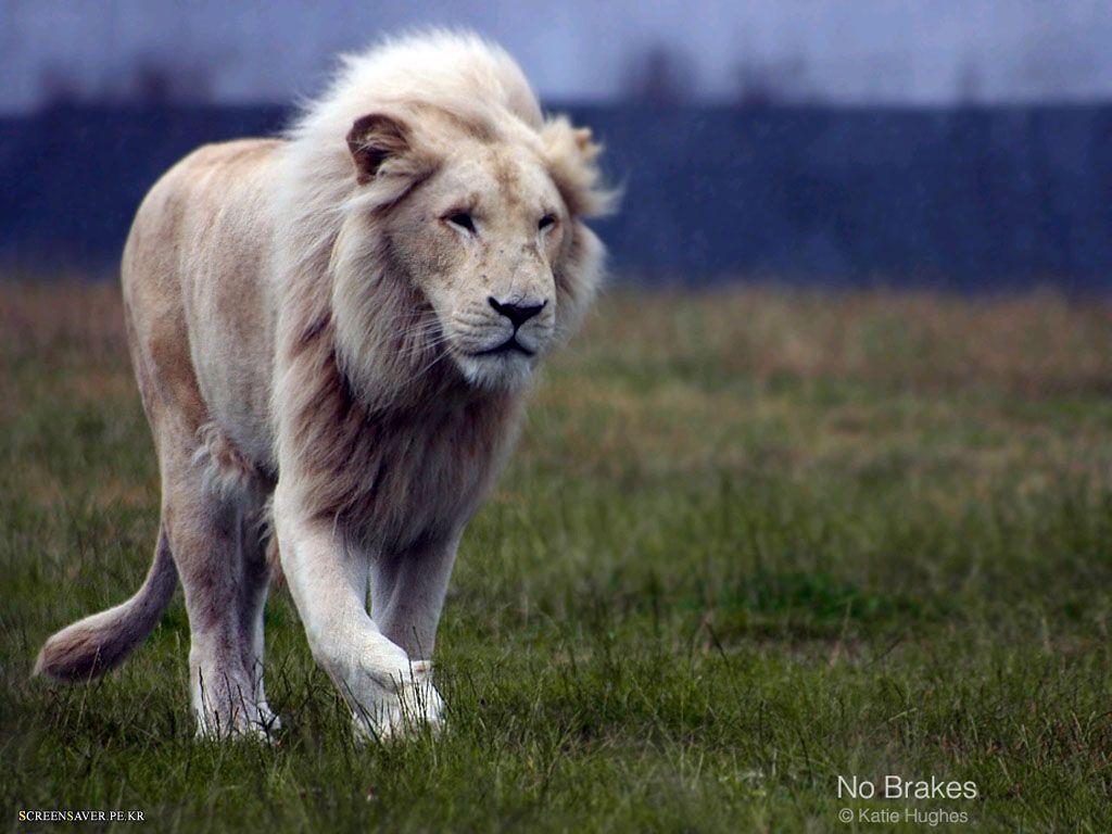 Wallpapers White Lion Wallpaper Cave