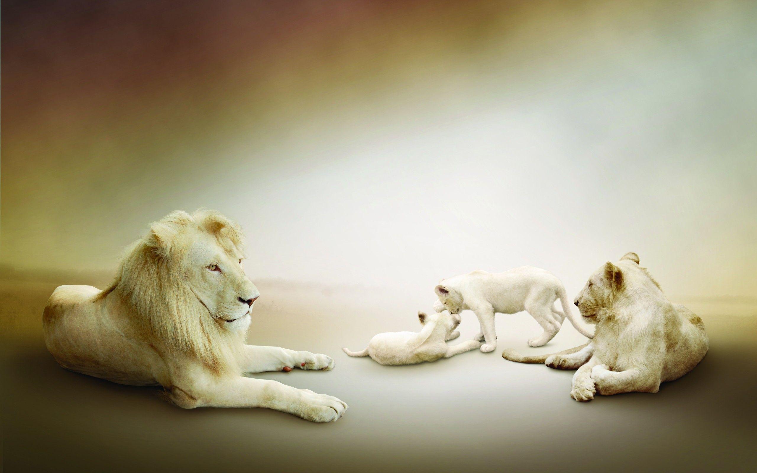 White Lion Backgrounds Wallpaper Cave