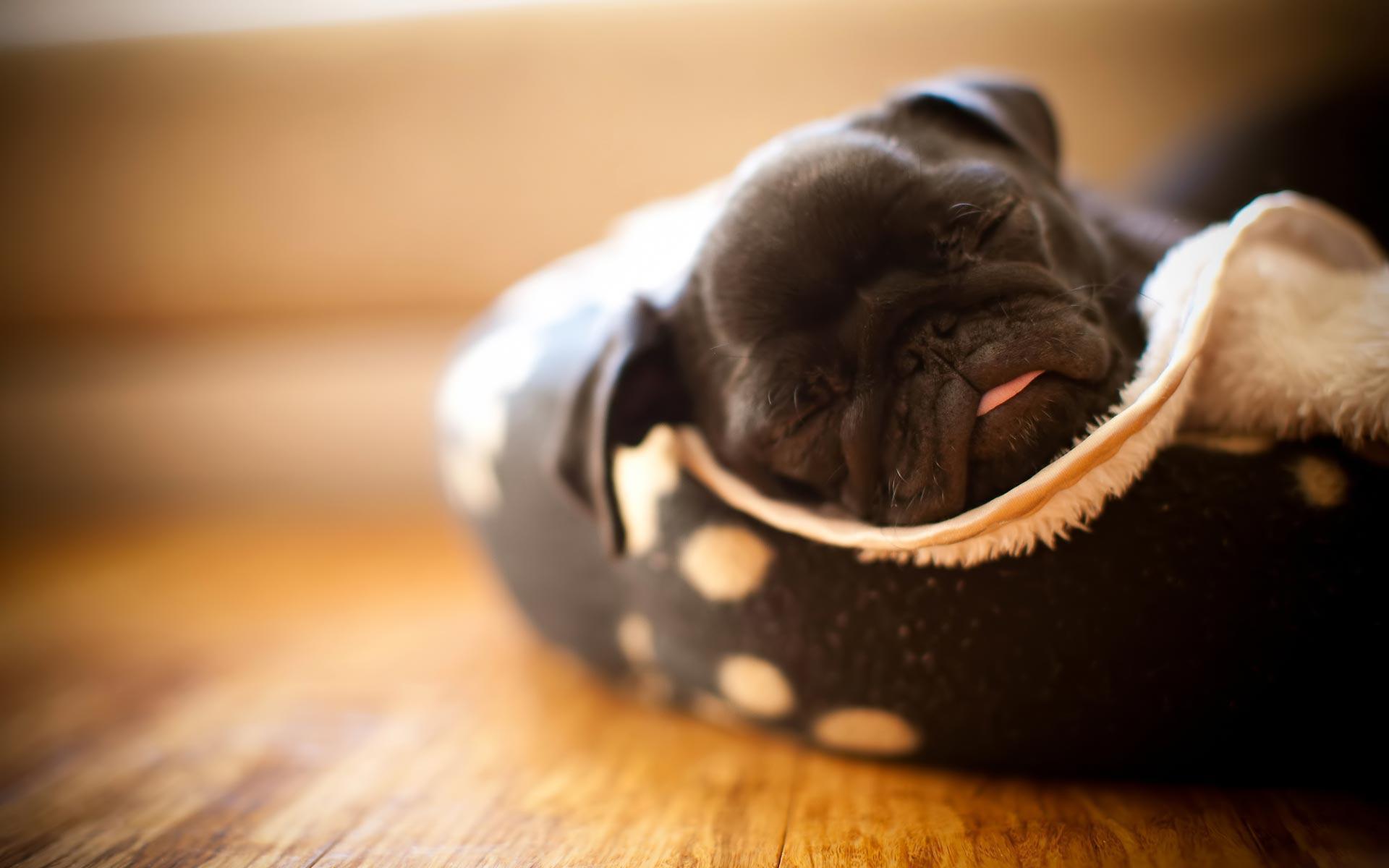 Black Pug Wallpapers Wallpaper Cave