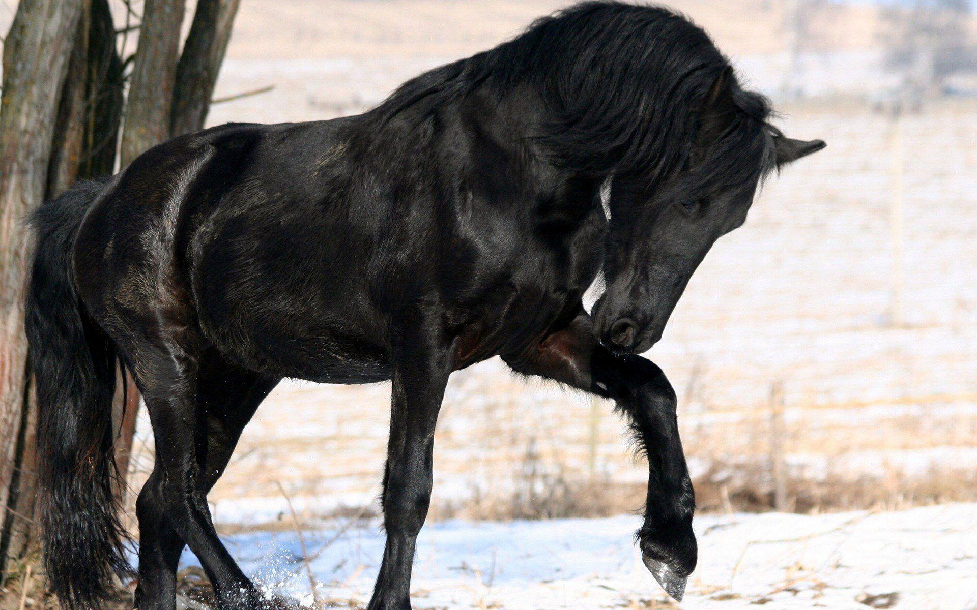 Black Horse Wallpapers Wallpaper Cave