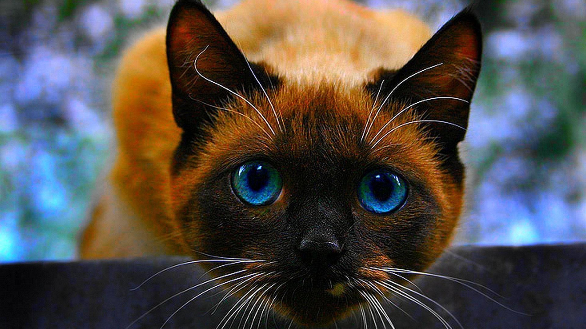 Siamese Kitten Wallpapers Wallpaper Cave