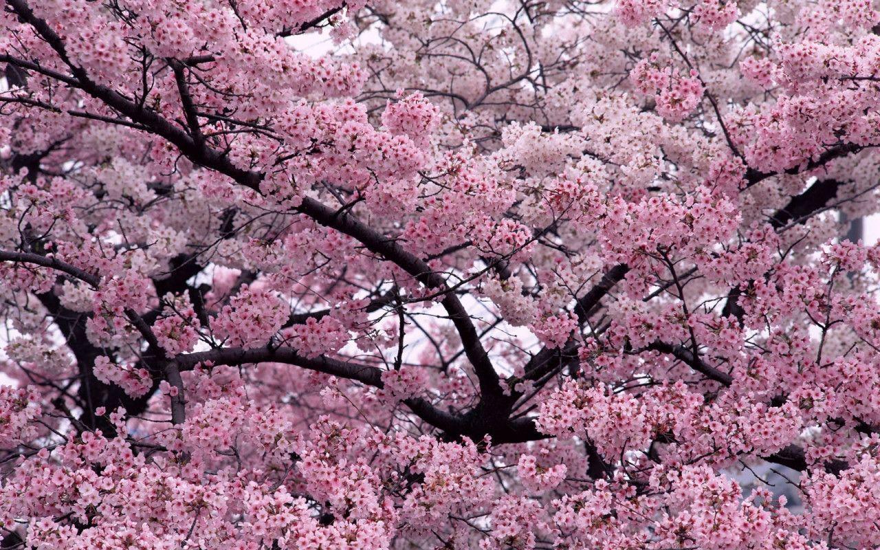 Sakura Flower Wallpapers Wallpaper Cave