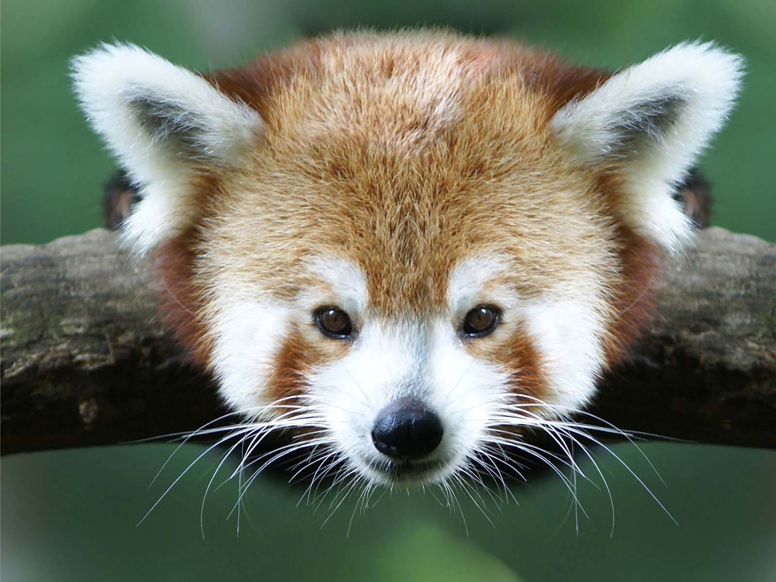 Red Panda Backgrounds Wallpaper Cave