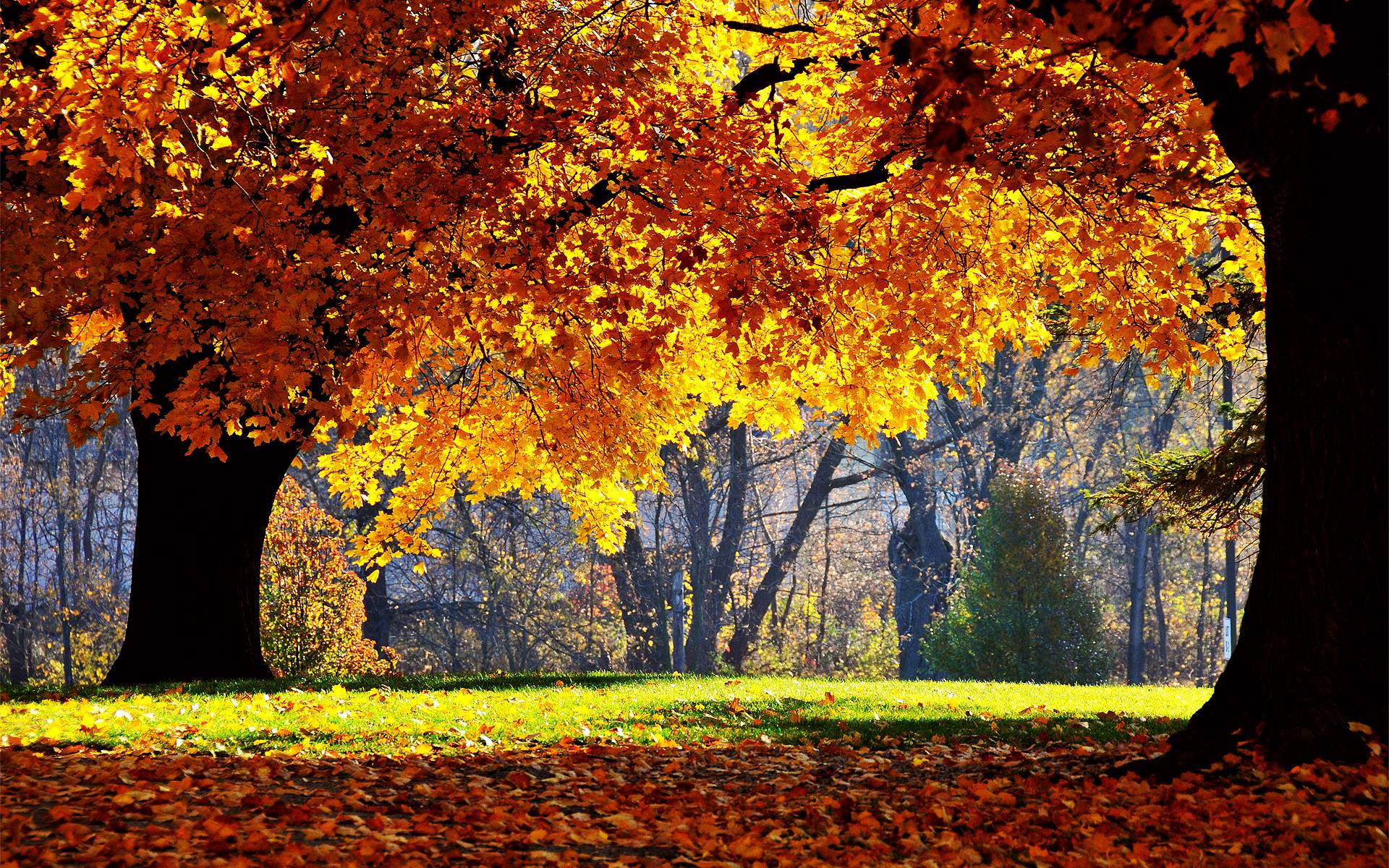 Fall Foliage Wallpapers For Desktop Wallpaper Cave