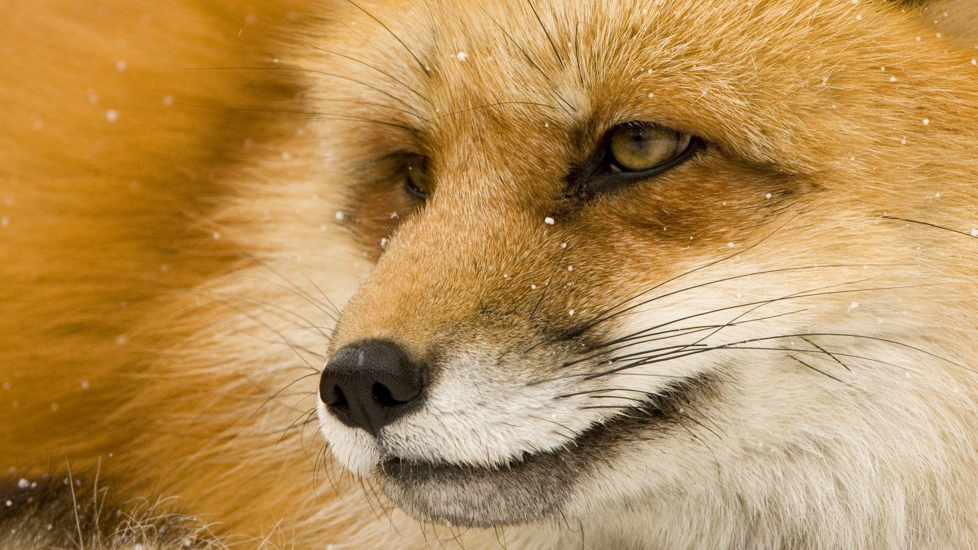 Red Fox Wallpapers Wallpaper Cave