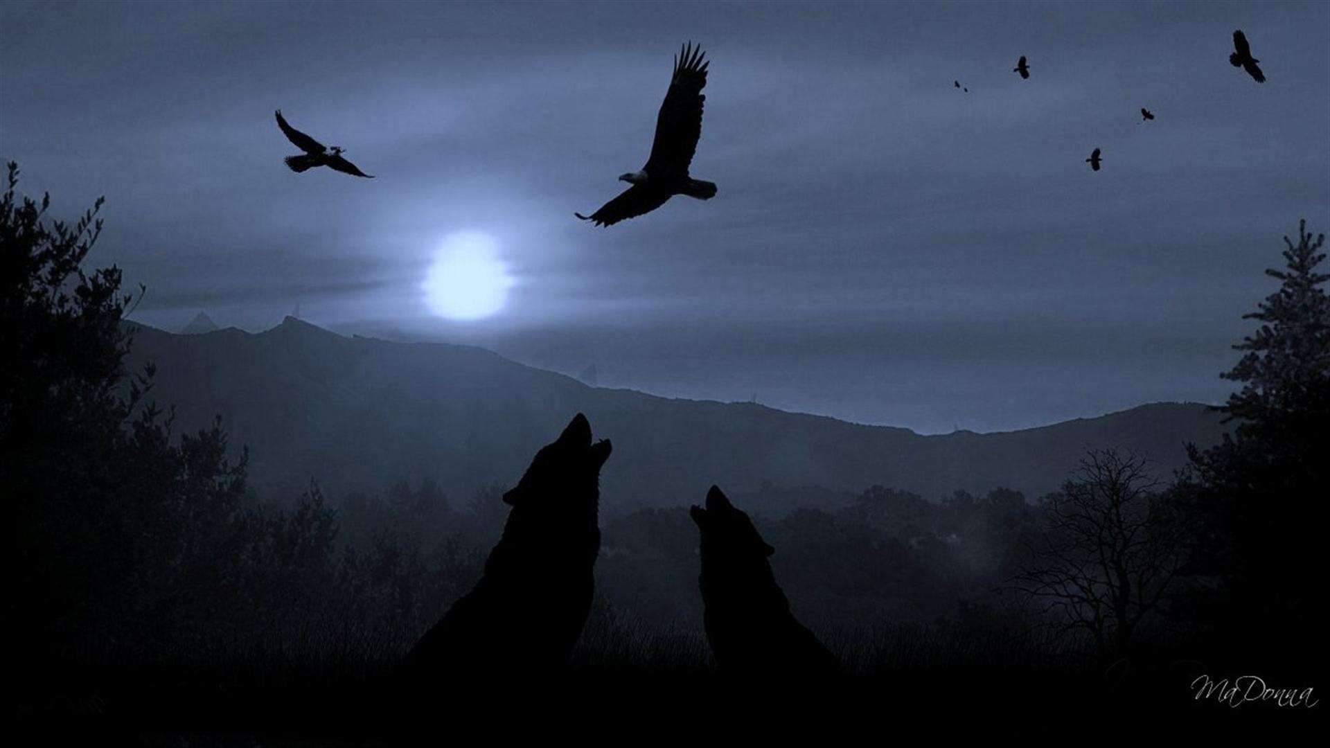 Dark Wolf Wallpapers Wallpaper Cave