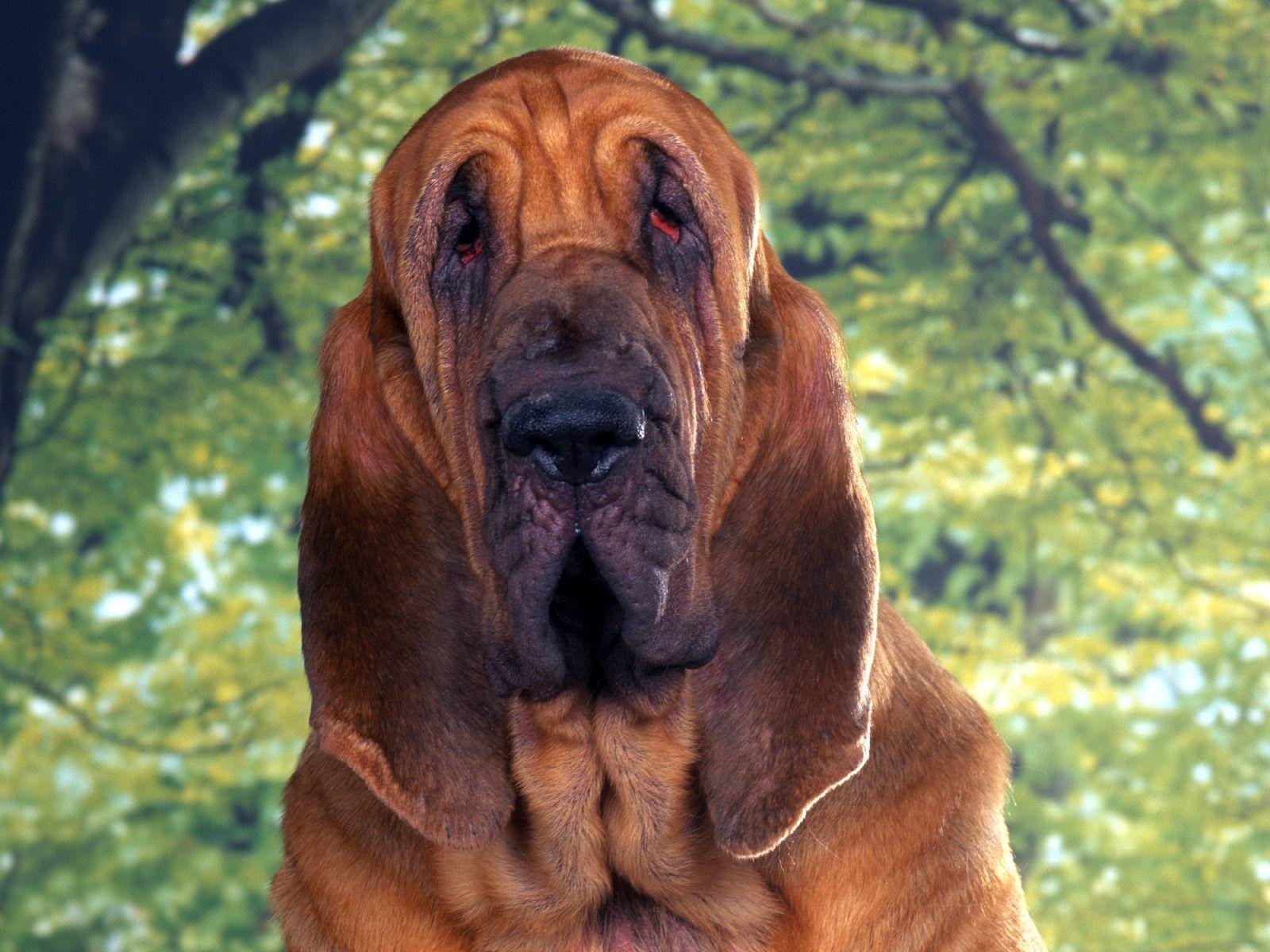 Bloodhound Wallpapers Wallpaper Cave