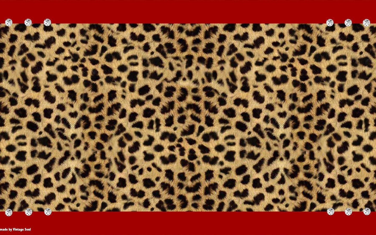 Cheetah Backgrounds Wallpaper Cave