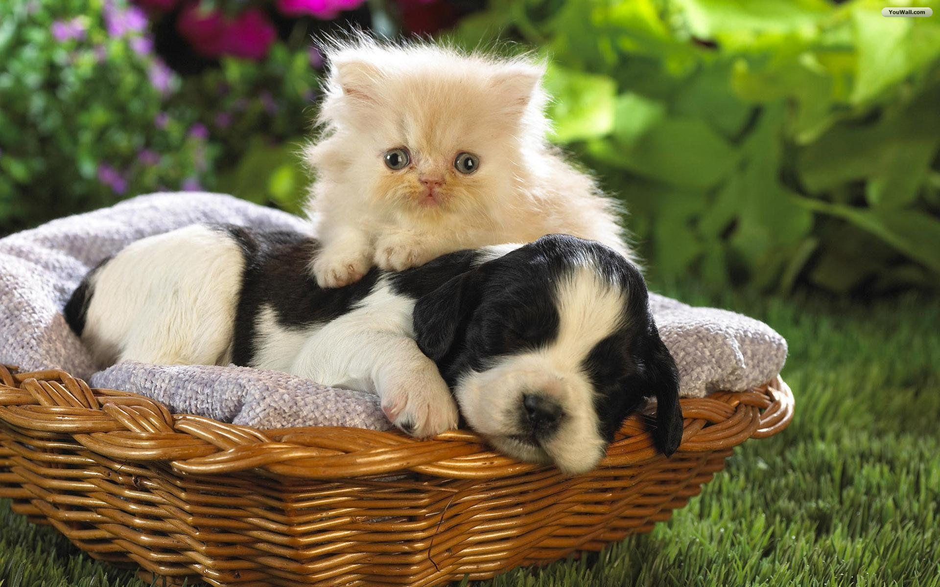 Cat And Dog Wallpapers Wallpaper Cave