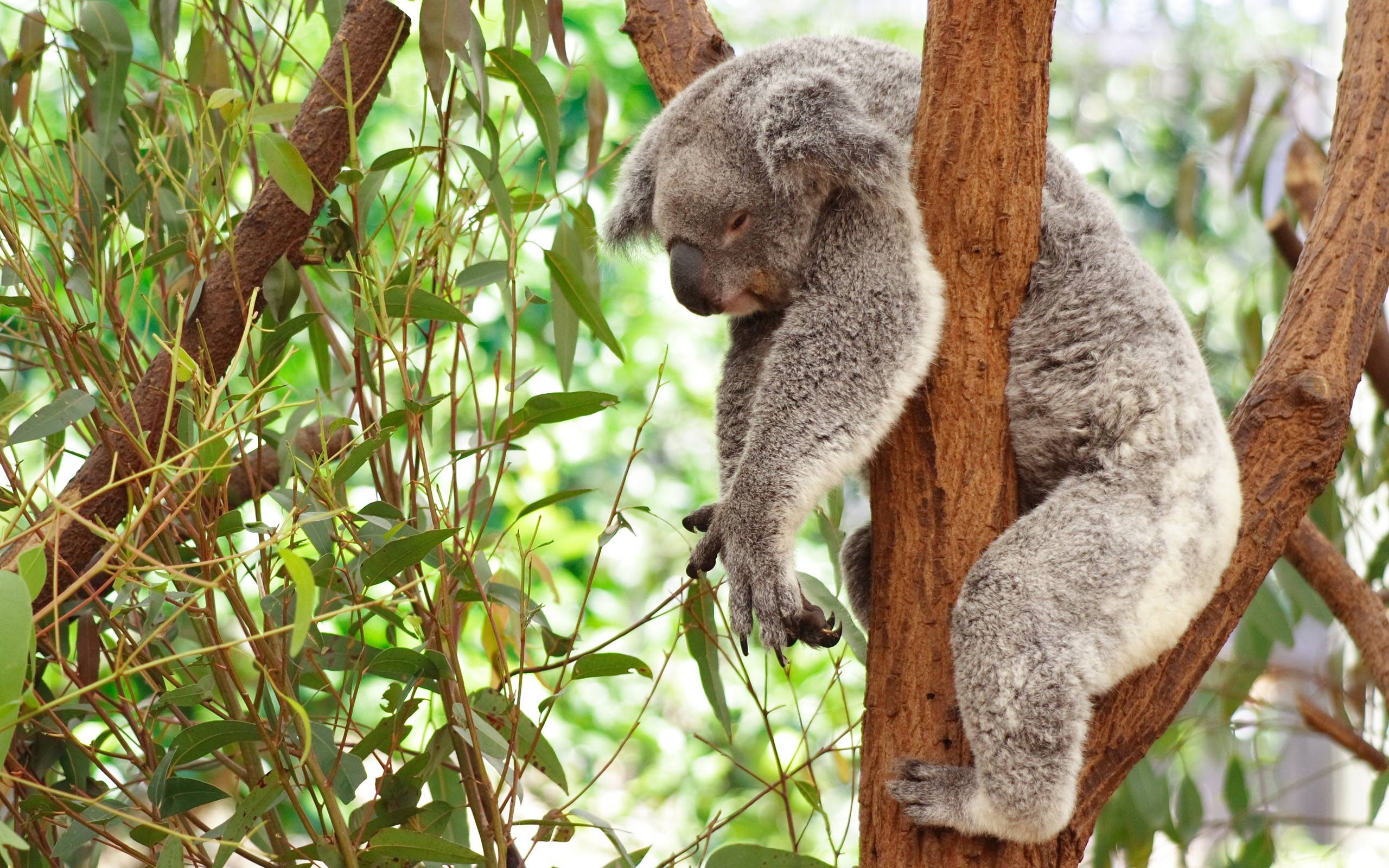 Koala Wallpapers Wallpaper Cave