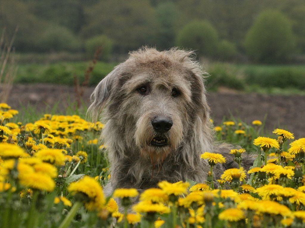 Irish Wolfhound Wallpapers Wallpaper Cave