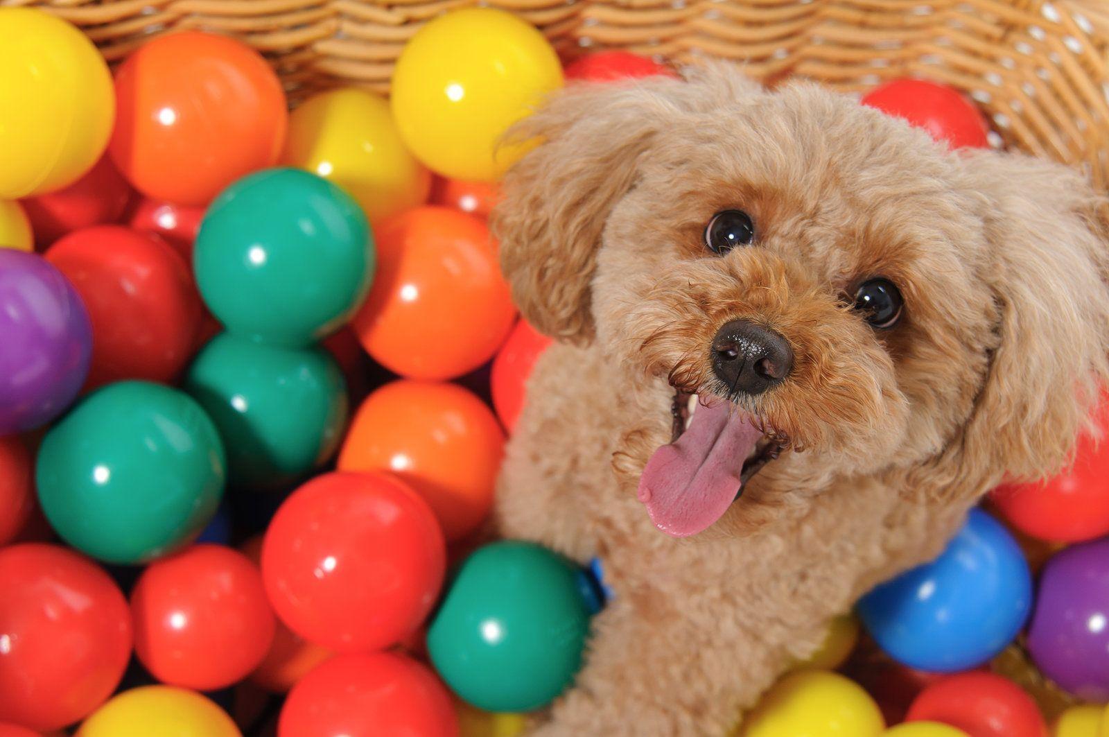 Poodle Wallpapers Wallpaper Cave