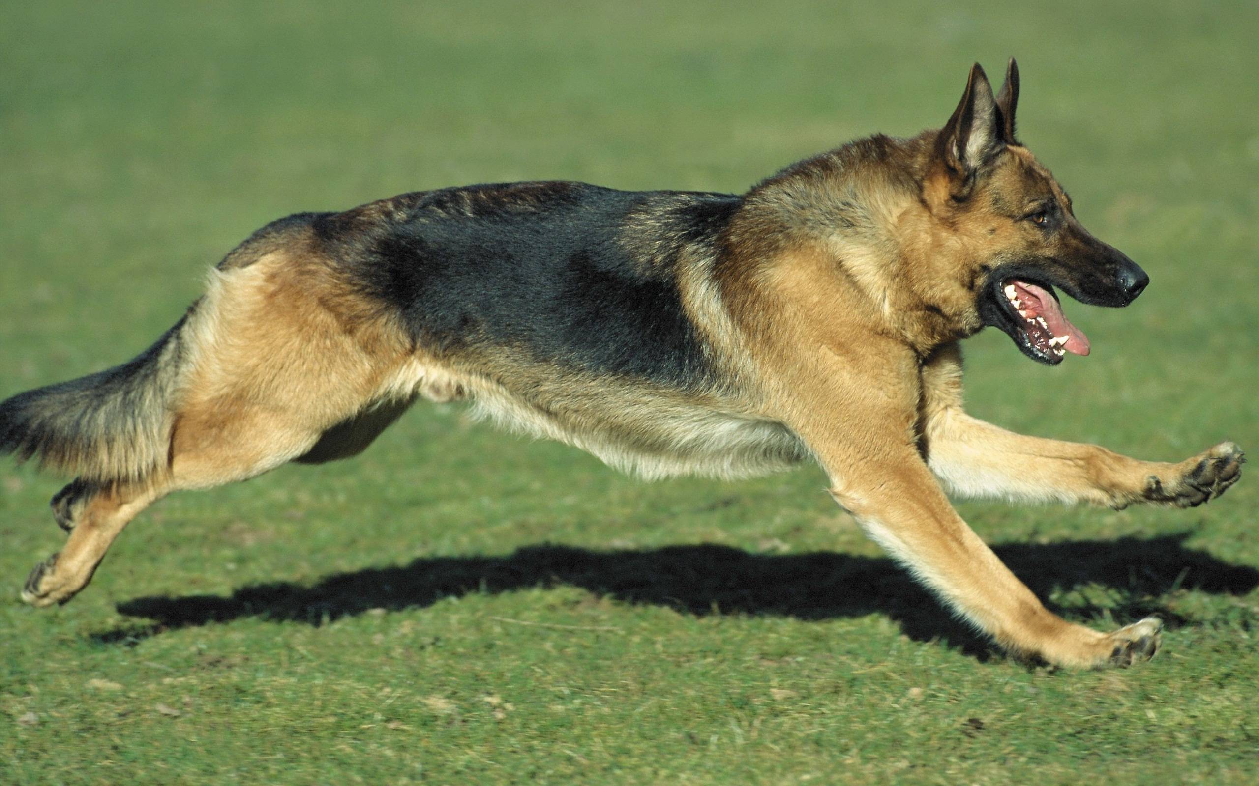 German Shepherd Wallpapers Wallpaper Cave