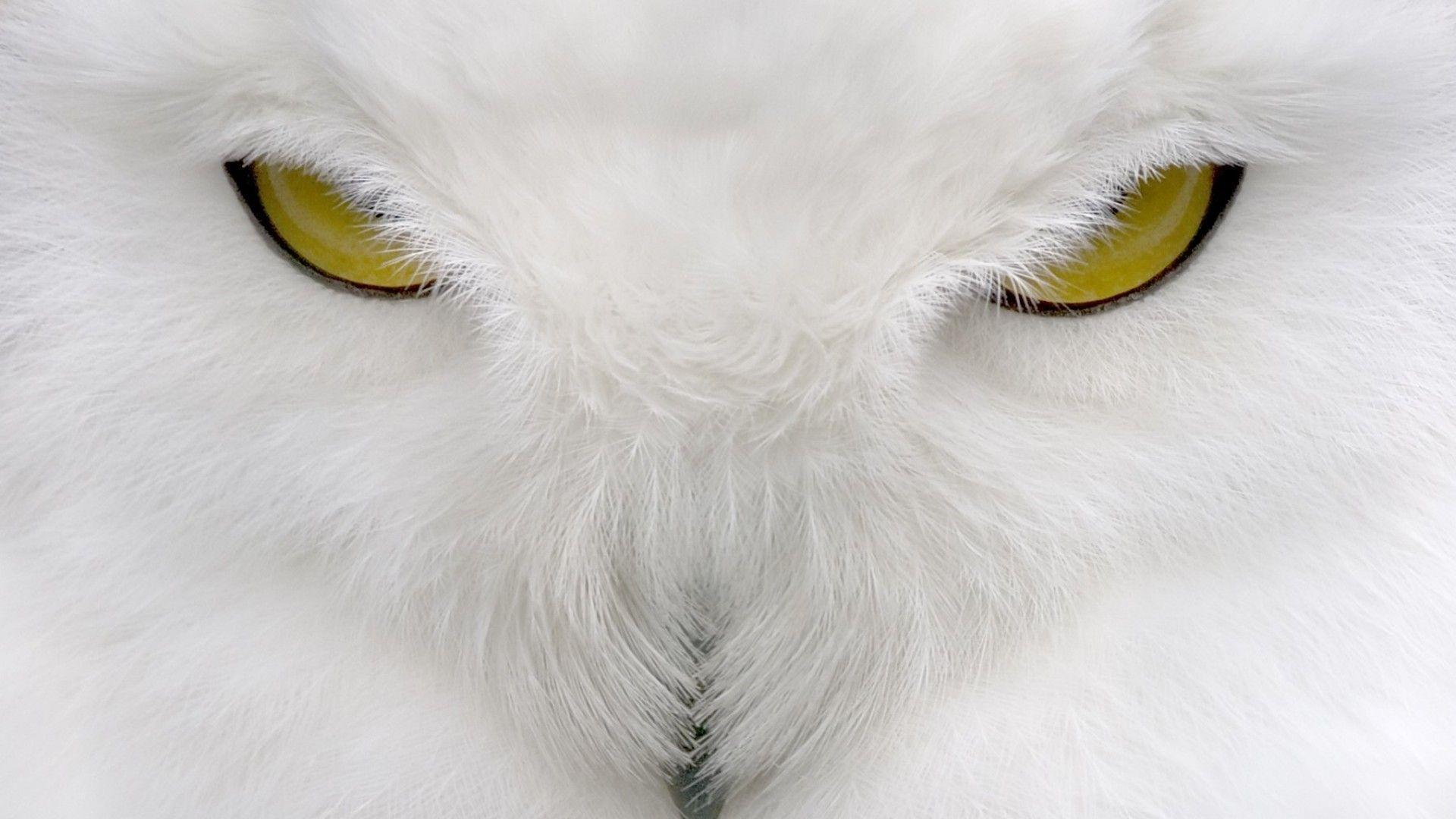 White Owl Wallpapers Wallpaper Cave