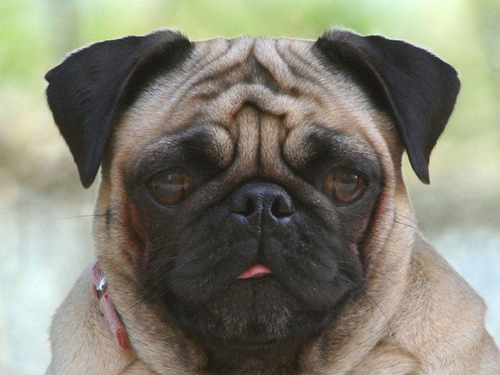 Funny Pug Wallpapers Wallpaper Cave