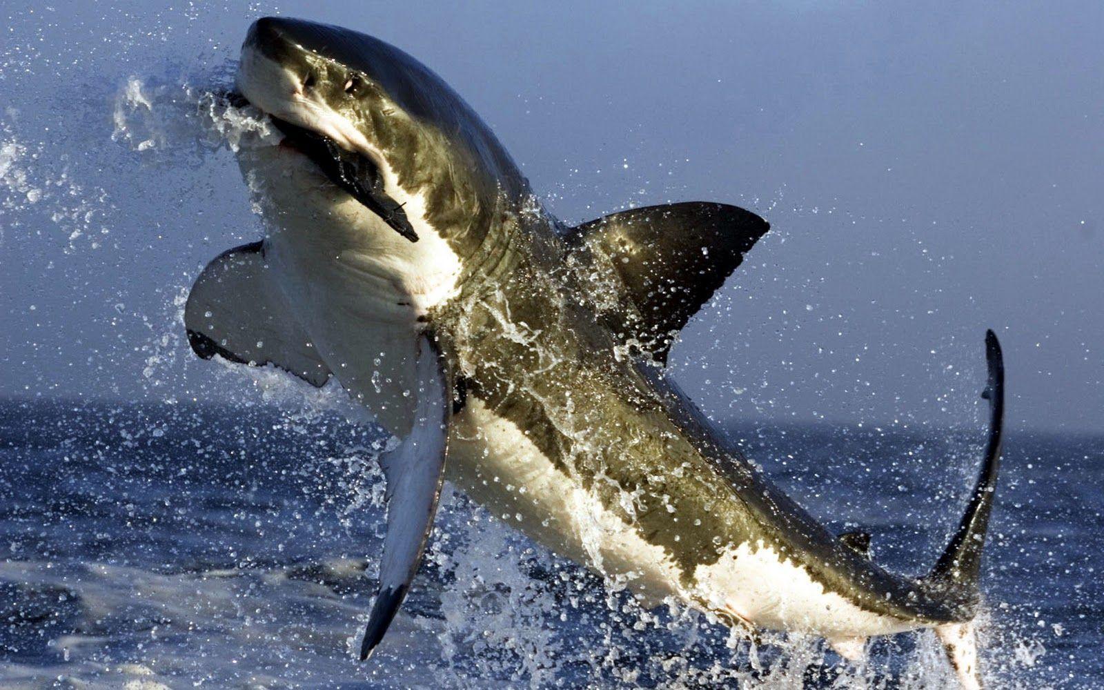 Great White Shark Wallpapers HD Wallpaper Cave
