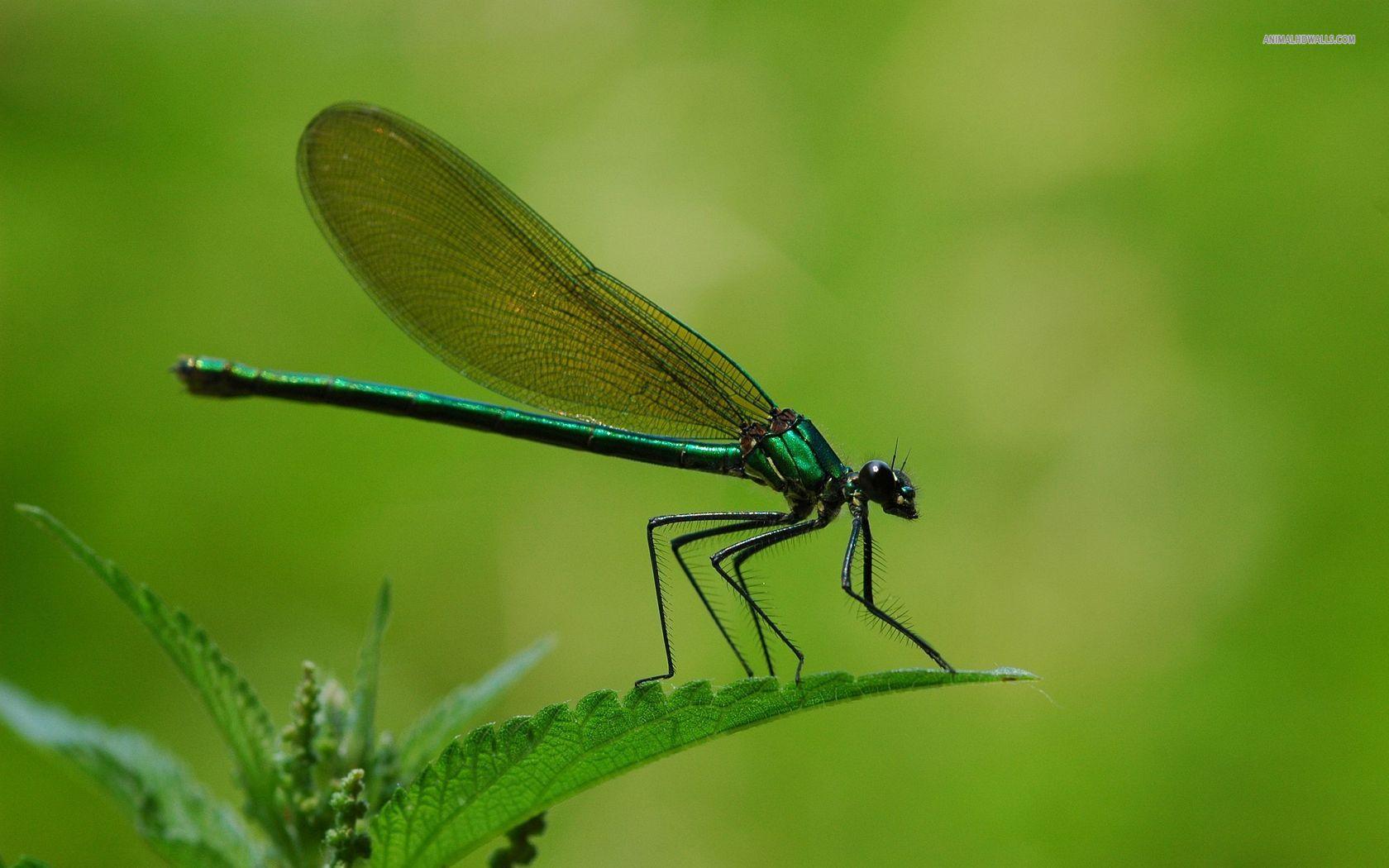 Dragonfly Wallpapers Wallpaper Cave