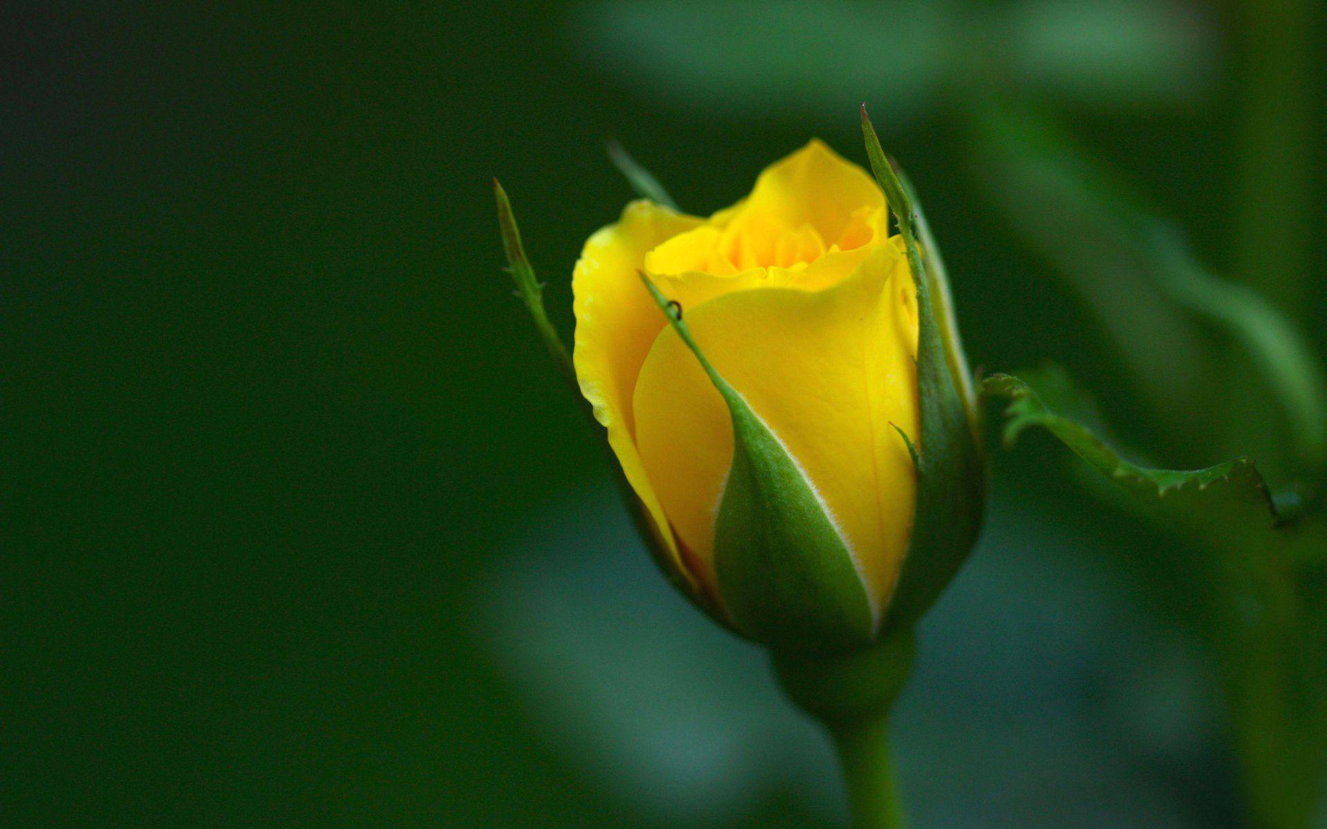 Yellow Rose Wallpapers Wallpaper Cave