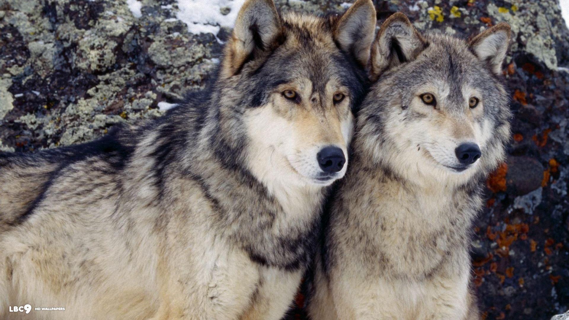 Beautiful Wolf Wallpapers Wallpaper Cave