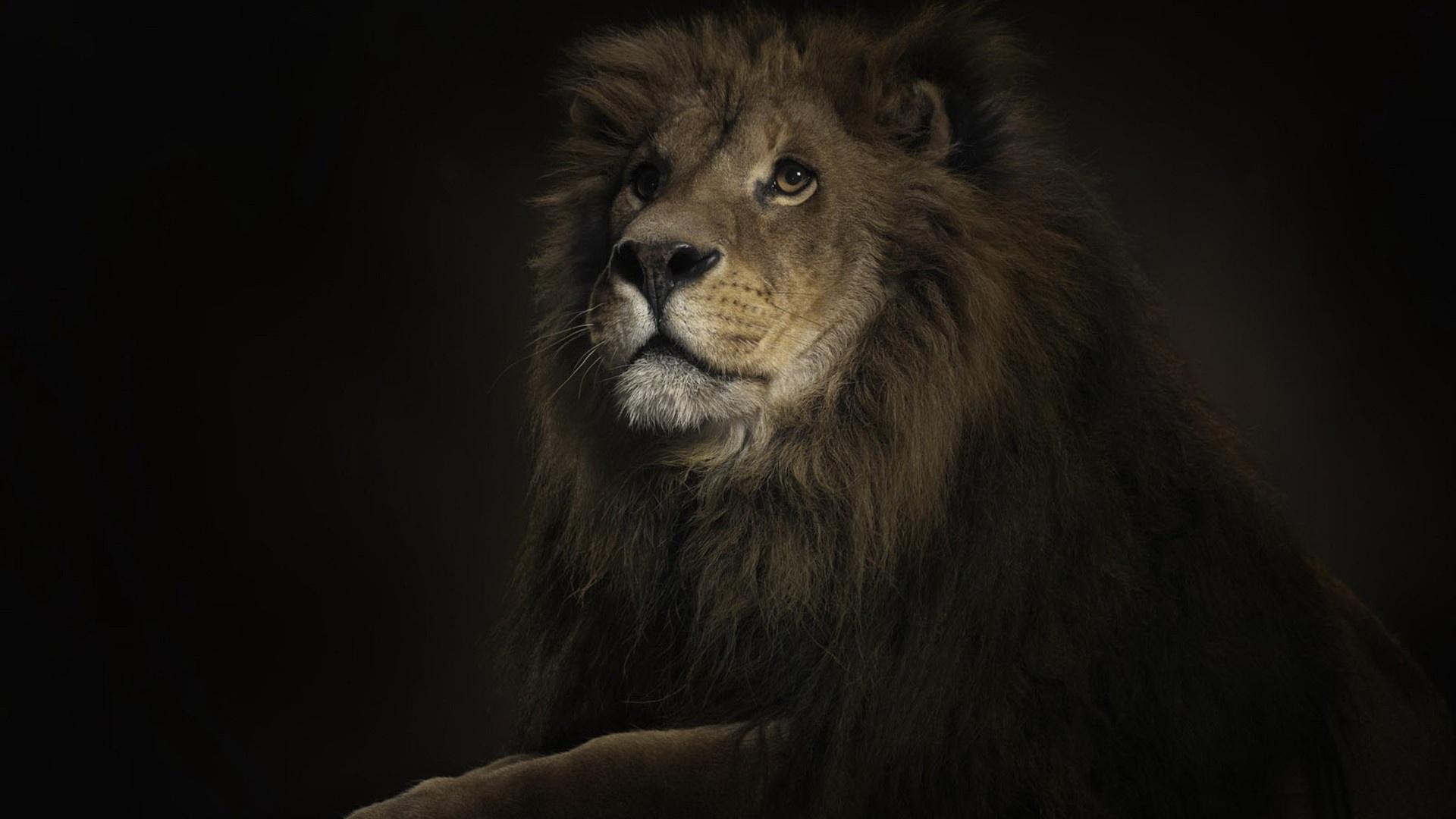 Lion Wallpapers Wallpaper Cave